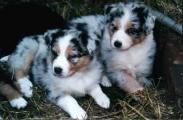 Kismet Puppies